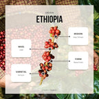 Reborn Coffee Specialty Whole Bean Coffee, Light-Medium Roast, 12 Ounce, Ethiopia Abana Estate Ginjo, Notes of Citrus Blossom, Honeysuckle, Watermelon, and Nectarine