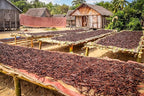 10 Vanilla Beans - Whole Extract Grade B Pods for Baking, Homemade Extract, Brewing, Coffee, Cooking - Tahitian