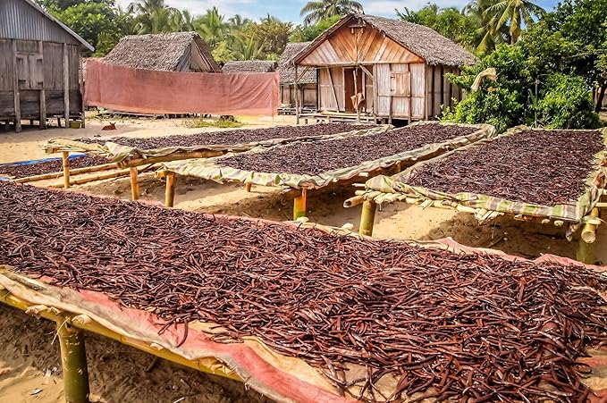 10 Vanilla Beans - Whole Extract Grade B Pods for Baking, Homemade Extract, Brewing, Coffee, Cooking - Tahitian
